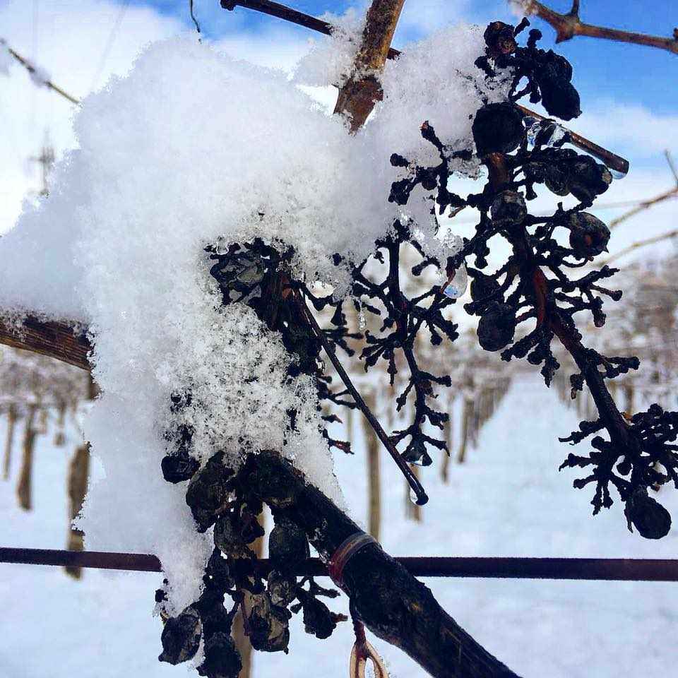 LA VITICOLTURA NEL SANNIO