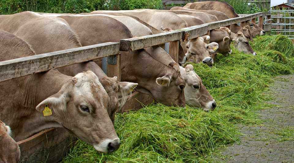 alimentazione delle vacche