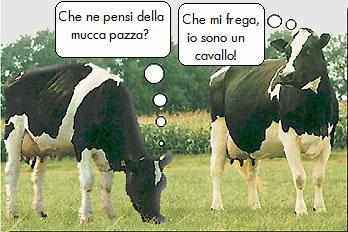 La mucca pazza