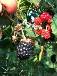 I frutti di Bosco