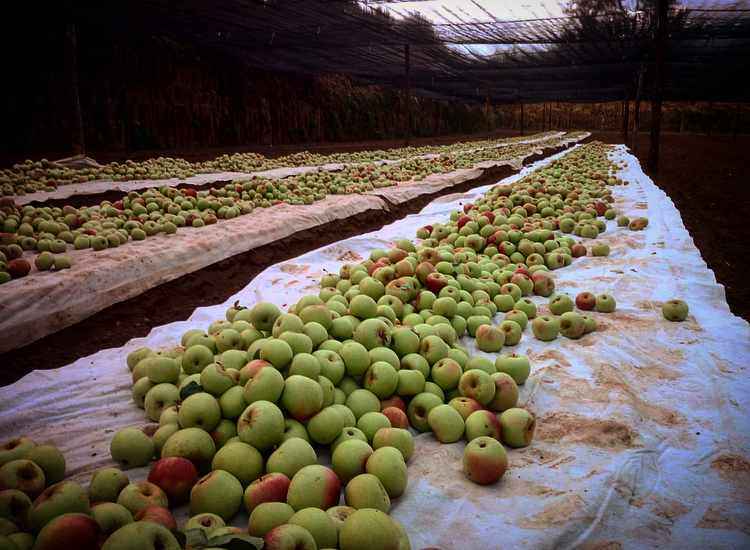 Facciamo chiarezza sulla certificazione di Agricoltura Biologica