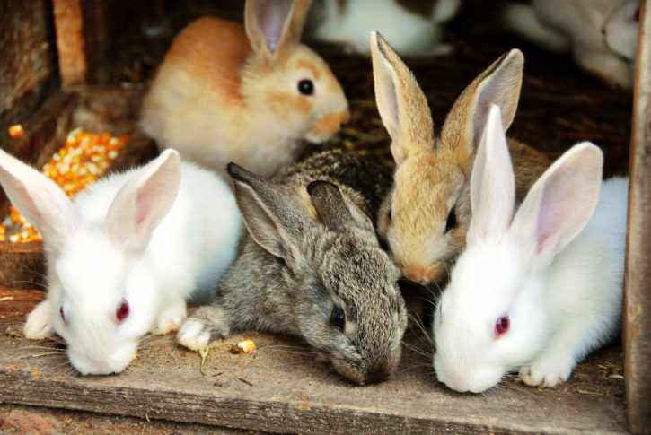 Ecosistema ideale per l'allevamento del coniglio