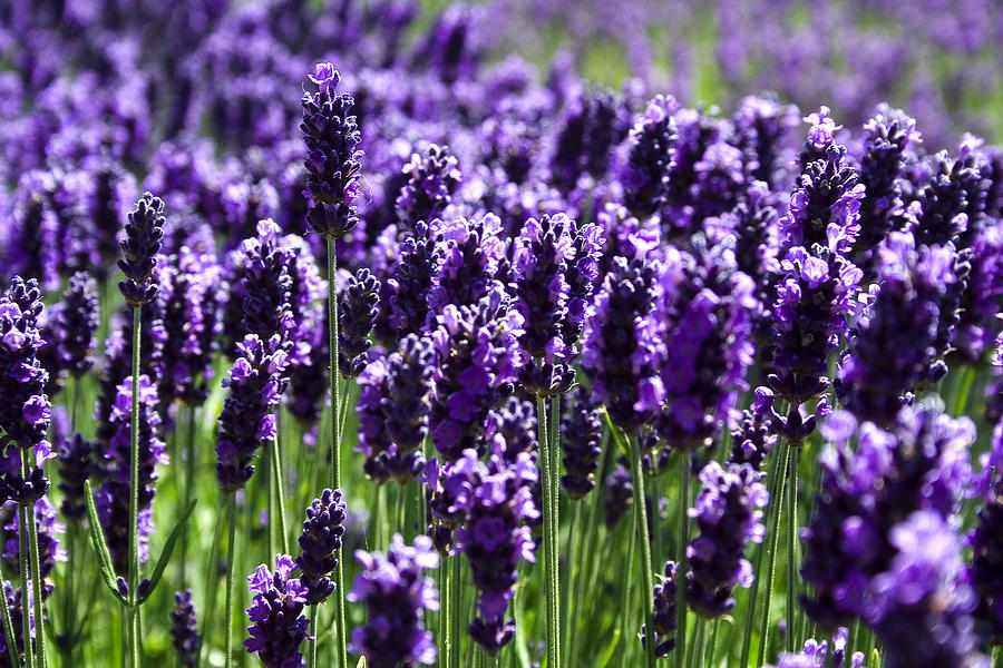 La lavanda, pianta dall'anima estiva che fiorisce da agosto a settembre