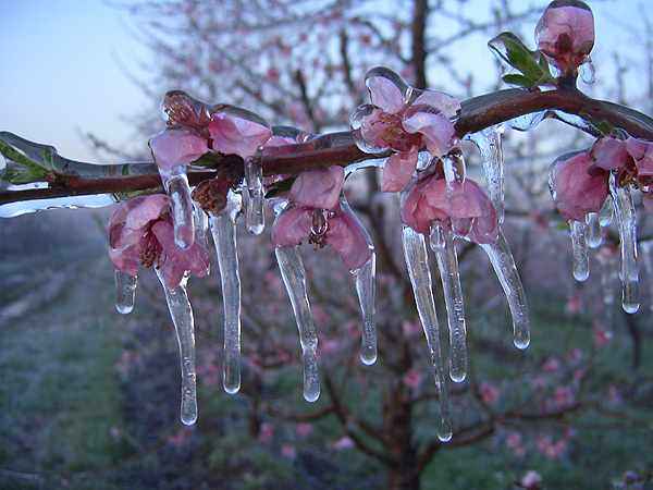 Come difendere i frutteti durante la fase di fioritura