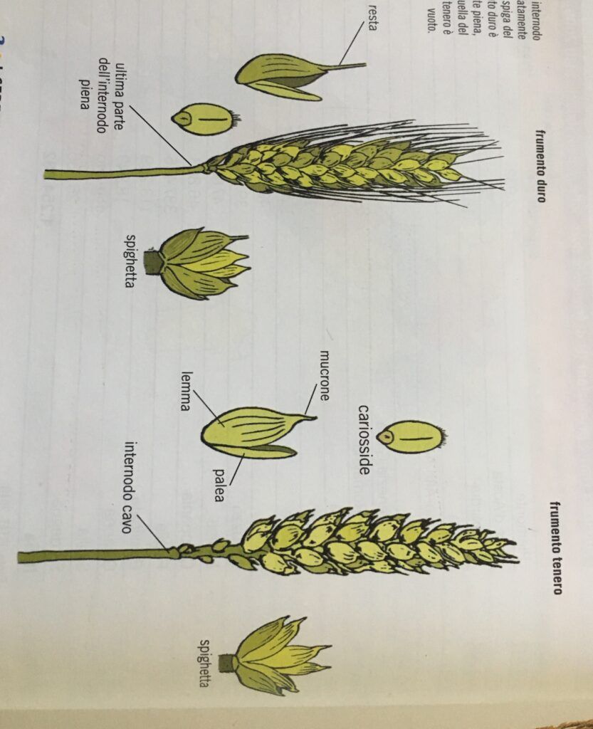 differenza tra grano duro e grano tenero