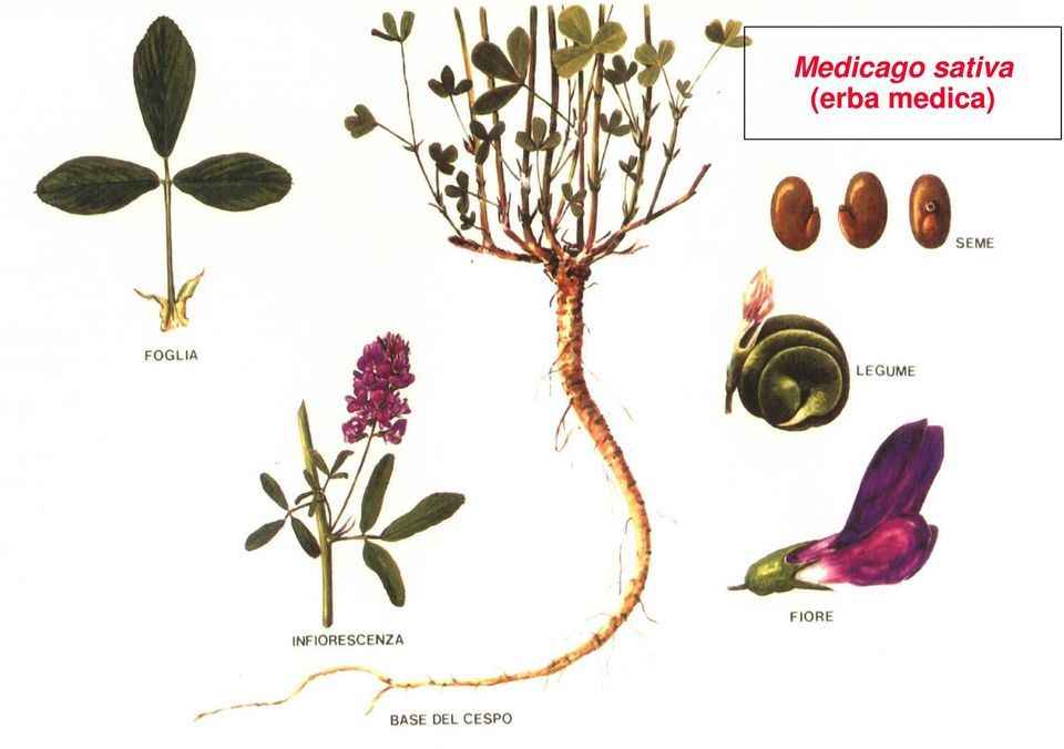 Come distinguere L'erba Medica dalle altre leguminose