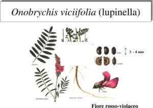 Come distinguere la Sulla dalla Lupinella