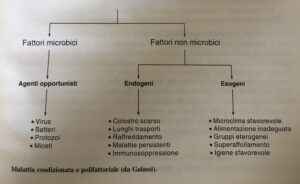 Come prevenire Le Patologie dei Conigli