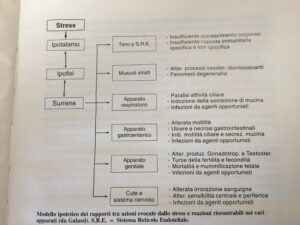 Come prevenire Le Patologie dei Conigli