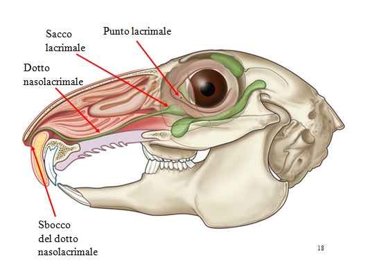 Causa e Rimedi Lacrimazione o Arrossamento Occhi del Coniglio