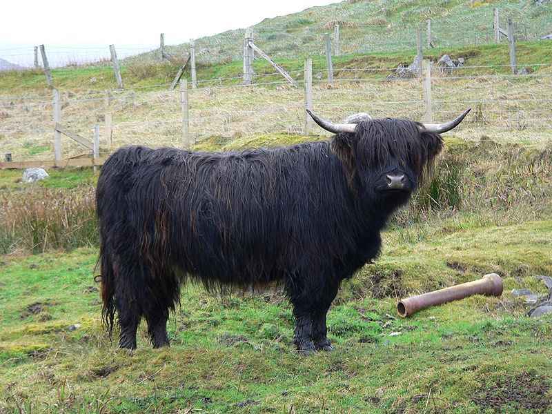 Vacche Scozzesi Scottish Highland (isole della costa occidentale del nord della Scozia)