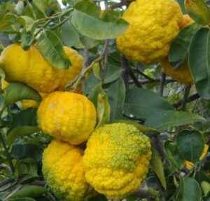 La Pompìa