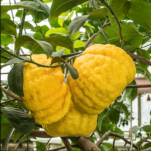 La Pompìa