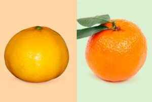 Mandarino vs Clementina