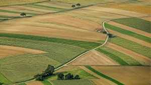 Consulente Agrario Paesaggio Agricolo