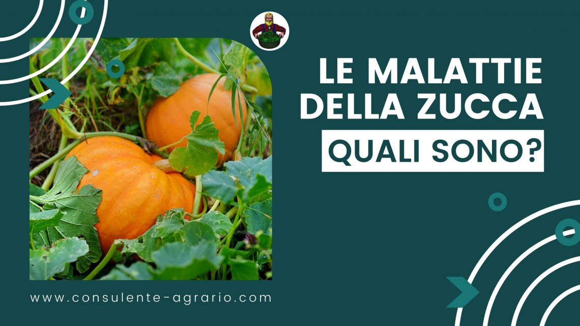 malattie della zucca (1)