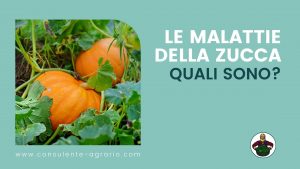 malattie della zucca