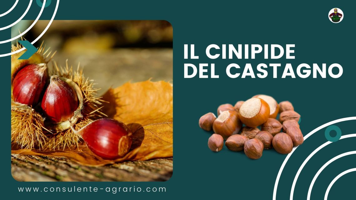 cinipide del castagno