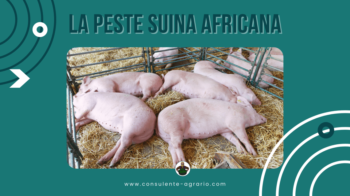 la peste suina africana