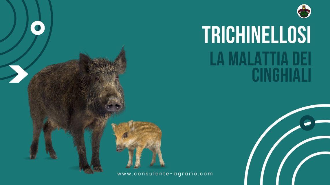 trichinellosi