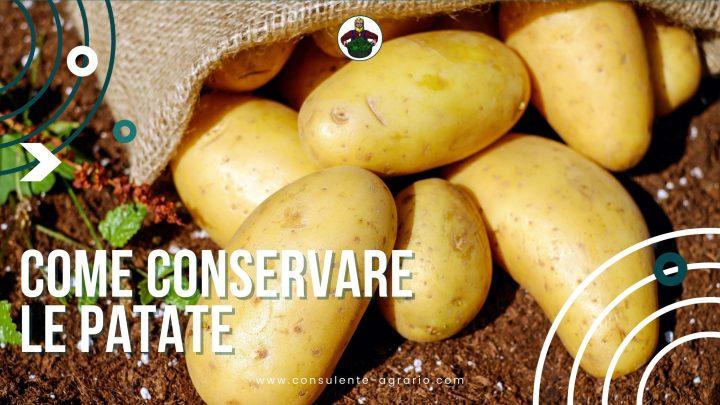 come conservare le patate