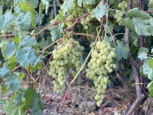Il Vino di Ghiaccio - Eiswein - Ice wine - Vin de glace - Icewine - Crioestrazione