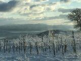 Il Vino di Ghiaccio - Eiswein - Ice wine - Vin de glace - Icewine - Crioestrazione