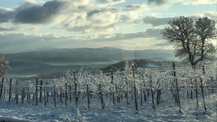 Il Vino di Ghiaccio - Eiswein - Ice wine - Vin de glace - Icewine - Crioestrazione