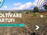 coltivare tartufi
