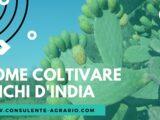 I Fichi d’India – Opuntia ficus-indica