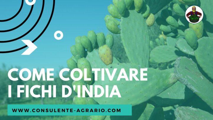 I Fichi d’India – Opuntia ficus-indica