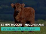 le mini mucche