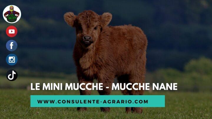 le mini mucche