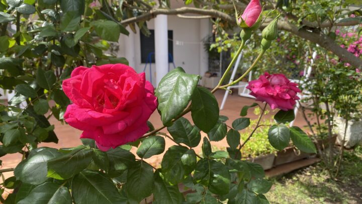 Vantaggi e Benefici Delle Rose - Coltivare le Rose